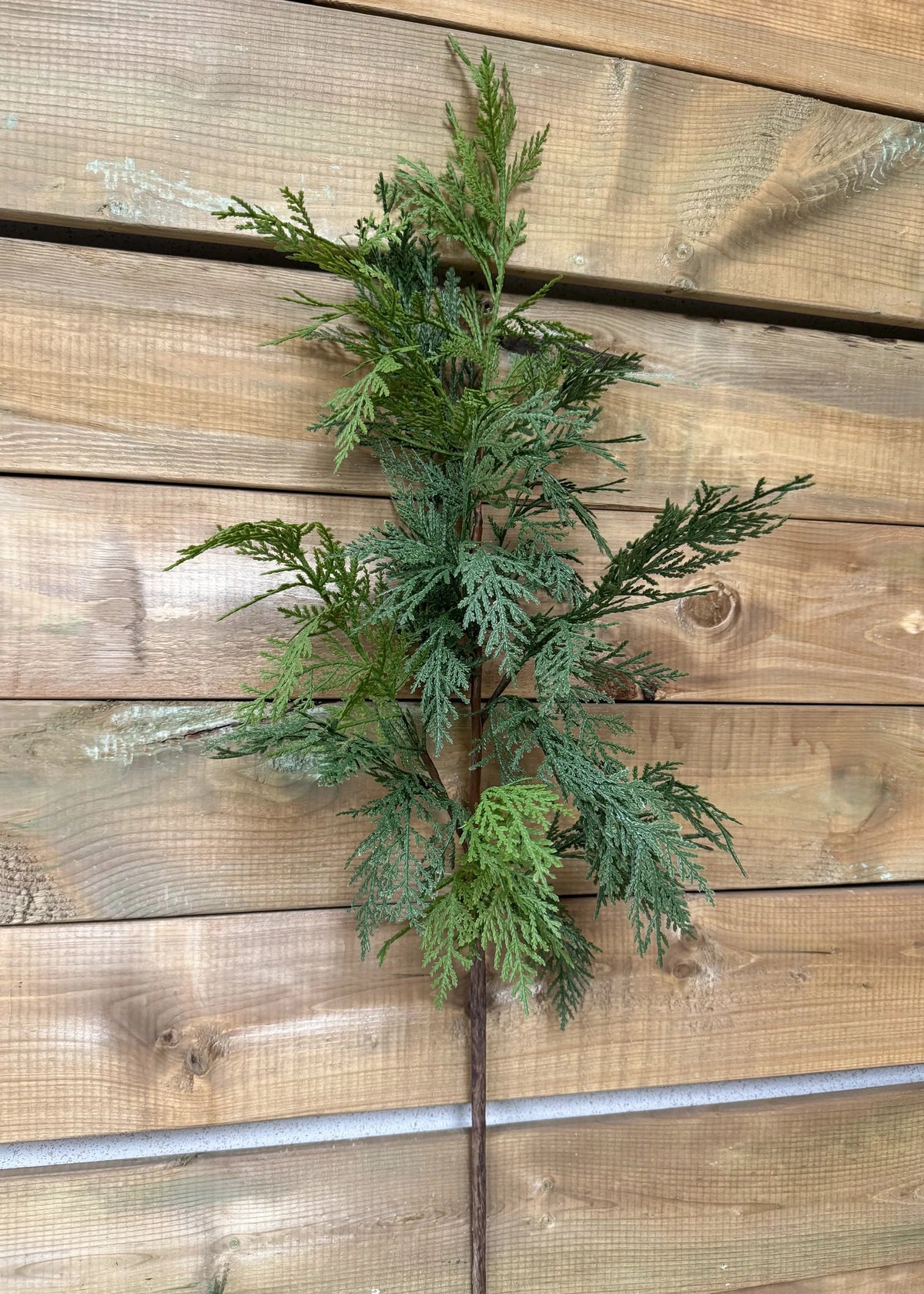 Northern White Cedar Spray