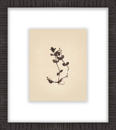 Botanical in Sepia